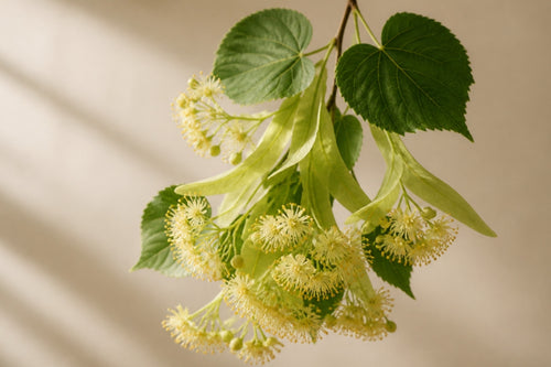 Linden Blossom