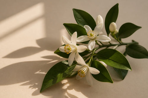 Neroli