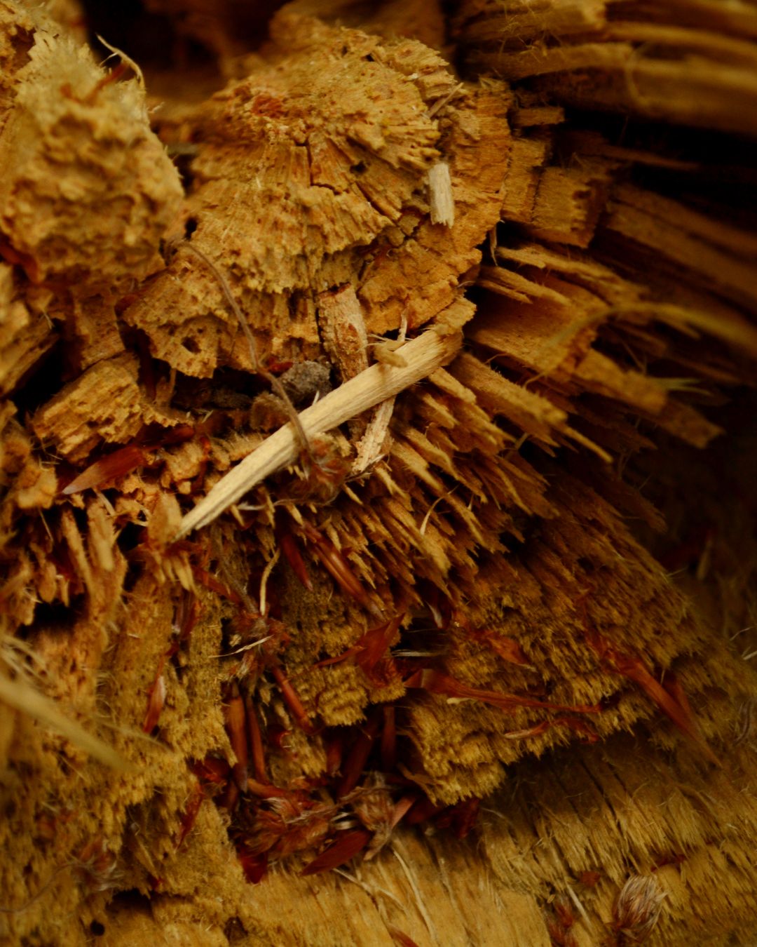 Textura naturala de lemn in prim plan - Little Paris Atelier