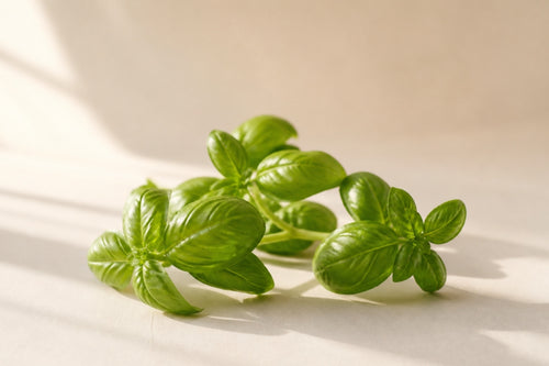 Basil