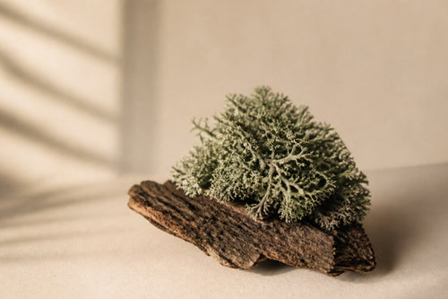 Moss