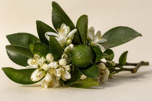 Neroli