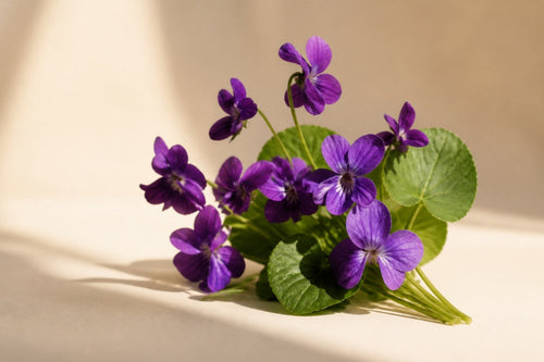 Violet